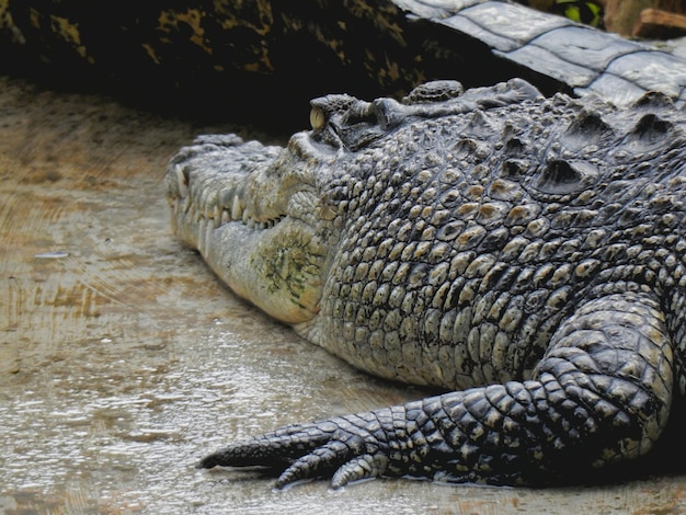 Zbliżenie krokodila w zoo
