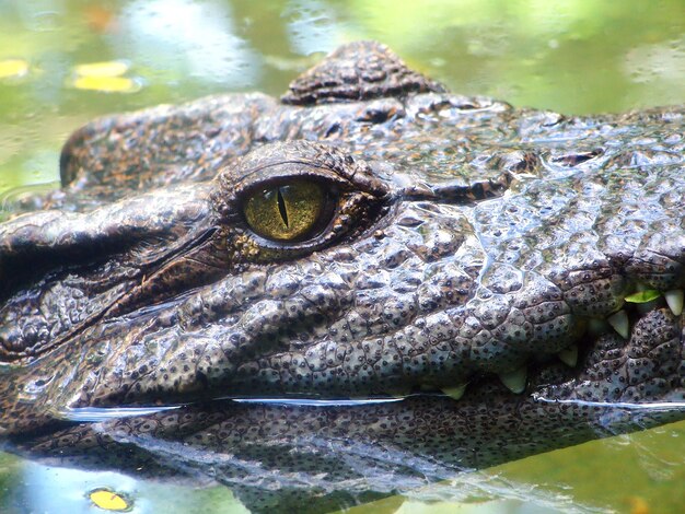 Zdjęcie zbliżenie krokodyla w jeziorze