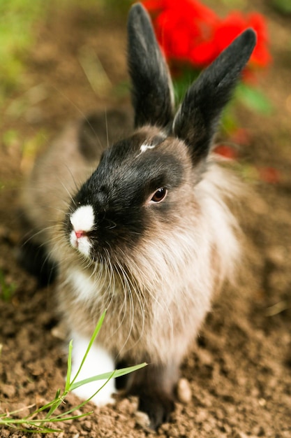 Zdjęcie zbliżenie królika na polu