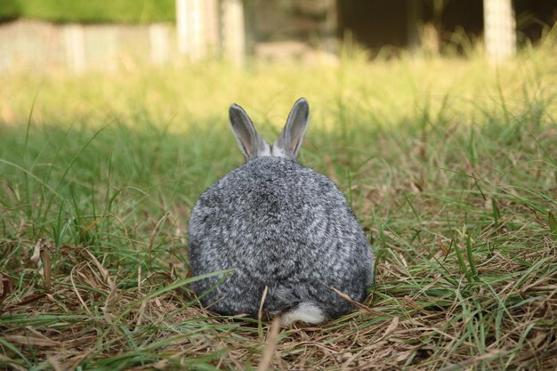 Zdjęcie zbliżenie królika na polu
