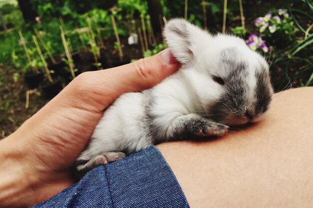 Zdjęcie zbliżenie króliki w ręku