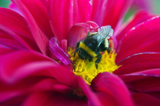 Zbliżenie królowa trzmiel Bombus hypnorum siedzi na czerwony kwiat w ogrodzie selektywna nieostrość