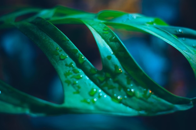 Zbliżenie kropelek wody na zielonym liściu