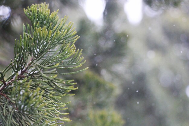 Zdjęcie zbliżenie kropli deszczu na gałęzi sosny