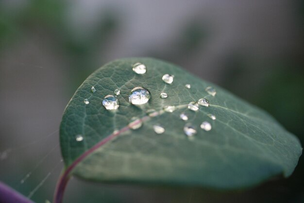 Zdjęcie zbliżenie kropli deszczu na liściach