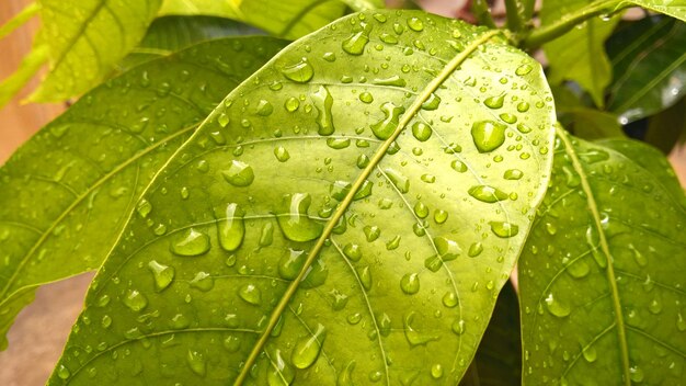 Zbliżenie kropli deszczu na liściach