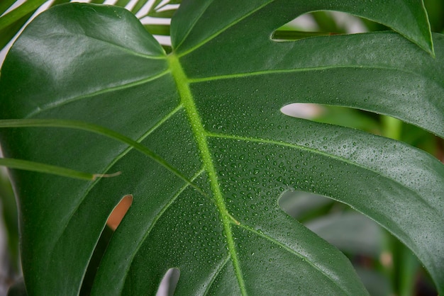 zbliżenie kropli wody na liściach Monstera deliciosa w domu