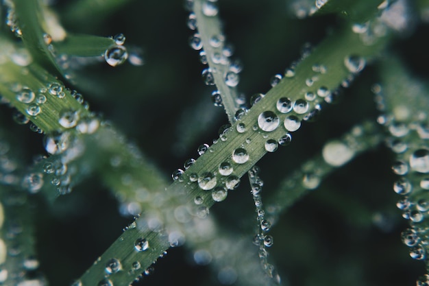 Zdjęcie zbliżenie kropli wody na liściach w porze deszczowej