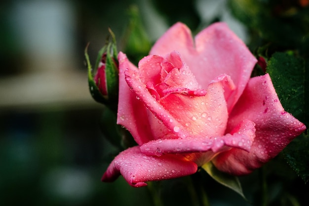 Zdjęcie zbliżenie kropli wody na róży