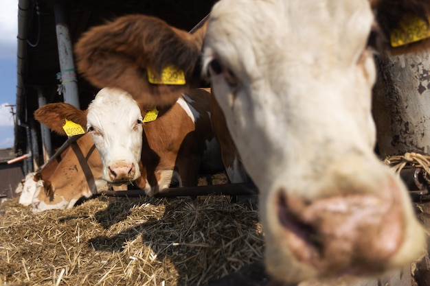 Zbliżenie krów w gospodarstwie biologicznym lub wiejskiej koncepcji rolniczej