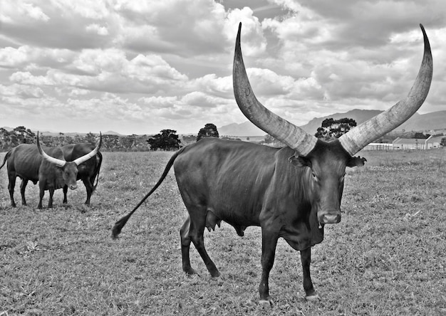 Zbliżenie Krowy Ankole Z Dużymi Rogami Monochromatycznymi