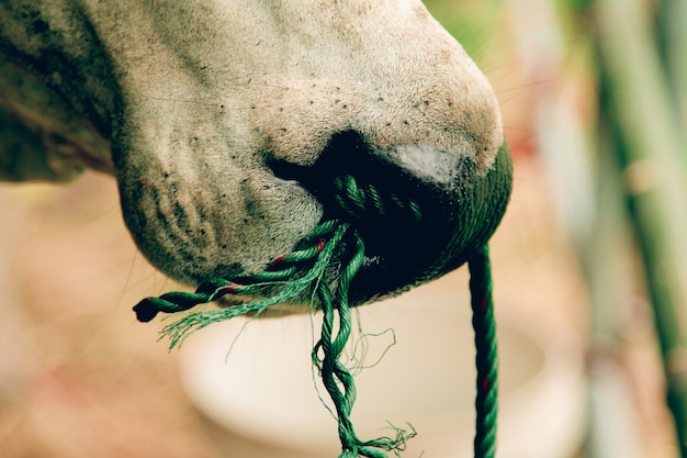 Zbliżenie krowy usta żucie żywności, liny związane przez nos do kontroli szalonej krowy.