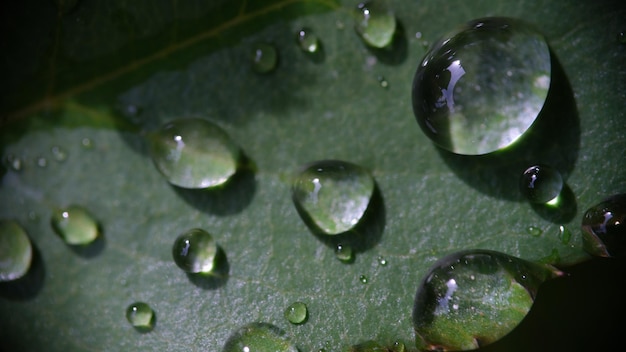 Zbliżenie krystalicznie przejrzyste krople rosy lub deszczu na zielonych liściach krople wody na roślinie
