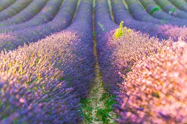 Zbliżenie krzaki purpurowa lawenda kwitnie w lecie blisko Valensole, Provence w Francja