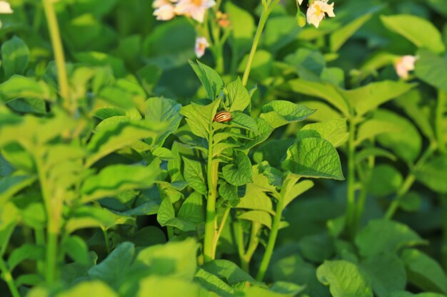 Zbliżenie krzaków ziemniaków na plantacji