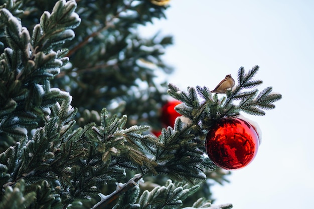 Zbliżenie kulek na choinkę śnieżną ozdoby choinkowe koncepcja nowego roku ferie zimowe