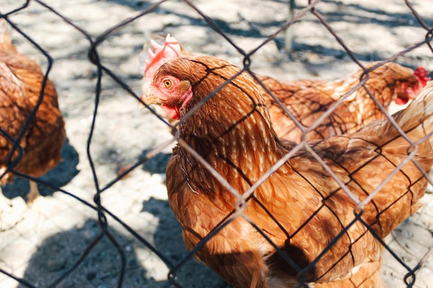 Zbliżenie kurczaka stojącego w podwórku stodoły z kurnika w słoneczny dzień. Szczegóły głowy kury.