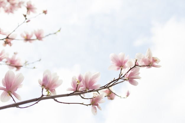 Zbliżenie kwiat drzewa magnolii z niewyraźne tło i ciepłe słońce