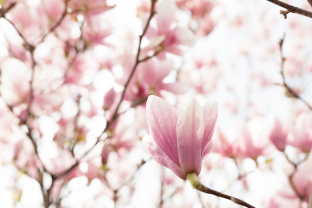 Zbliżenie kwiat drzewa magnolii z niewyraźne tło i ciepłe słońce