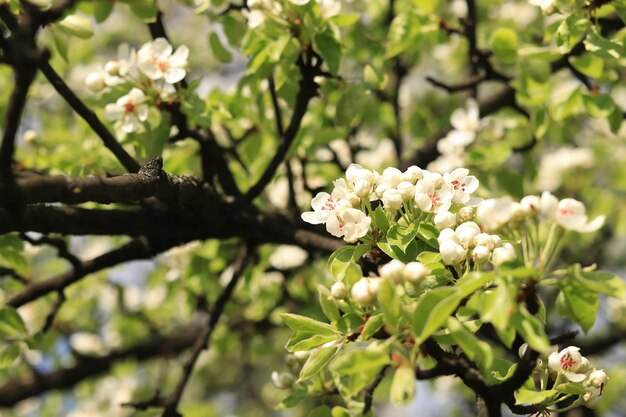 Zdjęcie zbliżenie kwiat gruszy z fokusem selektywnym oddział z białymi kwiatami gruszy blooming drzewa owocowe