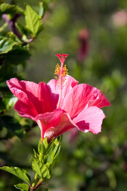 Zbliżenie kwiatka hibiskusa kwitnącego na świeżym powietrzu