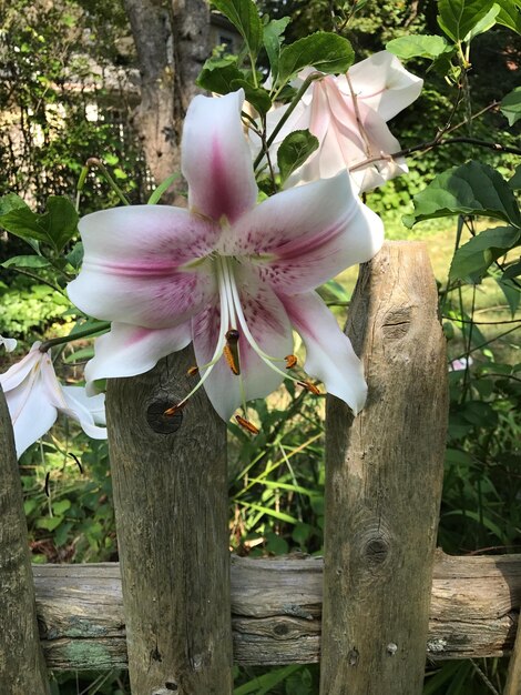 Zdjęcie zbliżenie kwiatka kwitnącego na drzewie