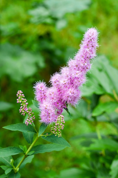 Zbliżenie kwiatonośny wierzba w ogródzie (Spiraea salicifolia)