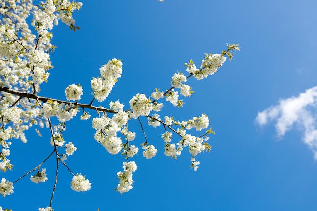 Zbliżenie kwiatów czereśni na gałęzi na tle błękitnego nieba w słoneczny dzień Powiększ małe białe dzikie kwiaty rosnące w spokojnym lesie Makro szczegół kwiatowy wzór i tekstura