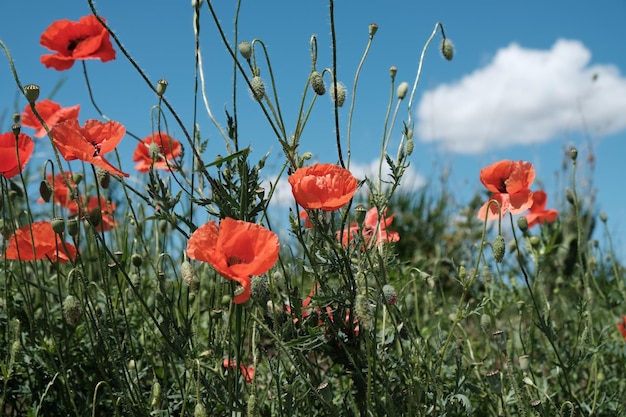 Zdjęcie zbliżenie kwiatów czerwonego maku na polu