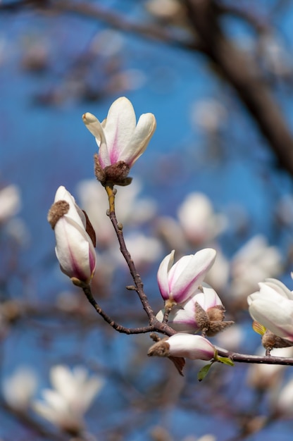 Zdjęcie zbliżenie kwiatów drzewa magnolii w parku