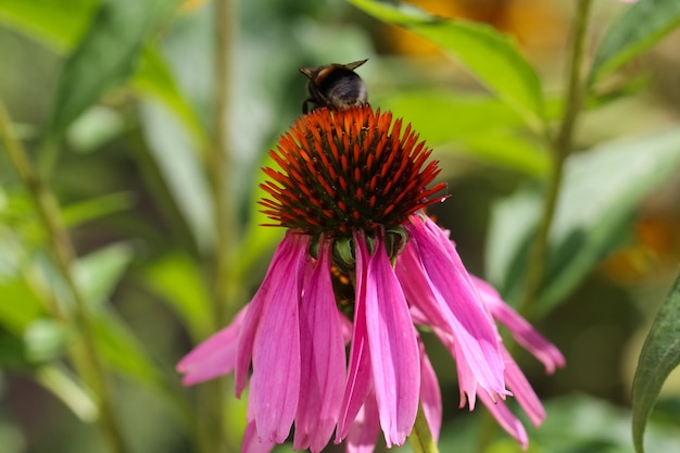 zbliżenie kwiatów Echinacea purpurea i pszczół na naturalnym rozmytym zielonym tle ogrodu