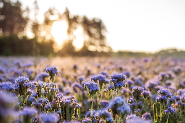 Zbliżenie Kwiatów Facelii (rośliny Do Zbierania Miodu Przez Pszczoły) Na Tle Wschodzącego Słońca
