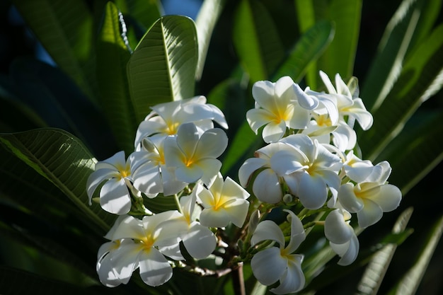 Zbliżenie kwiatów frangipani z zielonym tłem białe kwiaty plumeria rubra piękne frangipa