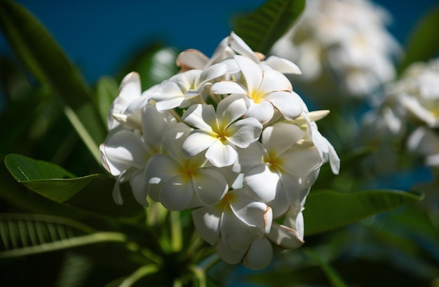 Zbliżenie kwiatów frangipani z zielonym tłem białe kwiaty plumeria rubra piękne
