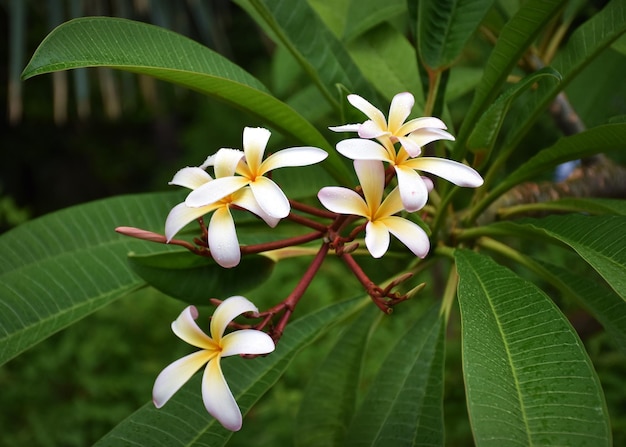 Zdjęcie zbliżenie kwiatów frangipani