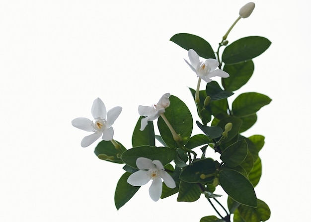 Zdjęcie zbliżenie kwiatów kwitnących na białym tle