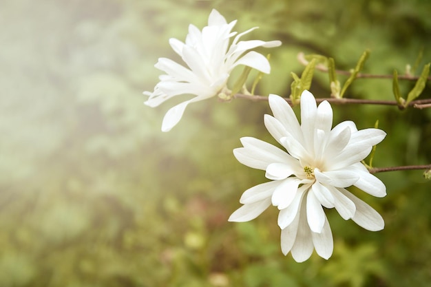 Zbliżenie kwiatów magnolii Kwiatowy tło