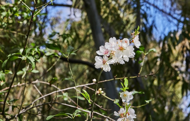 Zbliżenie kwiatów migdałów Kwitnące gałęzie drzewa migdałowego w sadzie Prunus dulcis Prunus amygdalus kwiat migdałów w rozkwicie