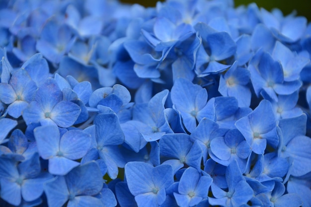 Zbliżenie kwiatów niebieskiej hortensji