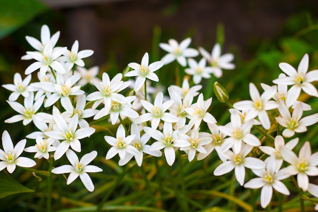 Zbliżenie kwiatów Ornithogalum (Gwiazda Betlejemska)