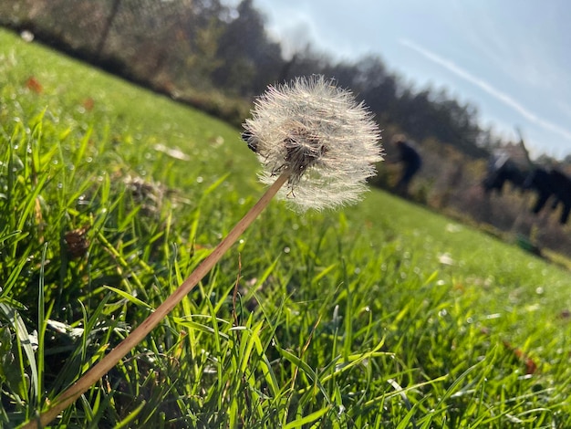 Zdjęcie zbliżenie kwiatów pączka na polu