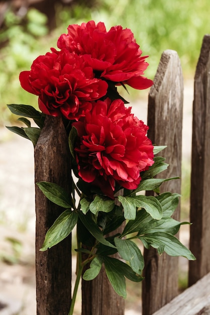 Zbliżenie kwiatów piwonie. Piękny kwiat piwonii do katalogu lub sklepu internetowego. Koncepcja kwiatowy sklep. Piękny świeży bukiet cięty.