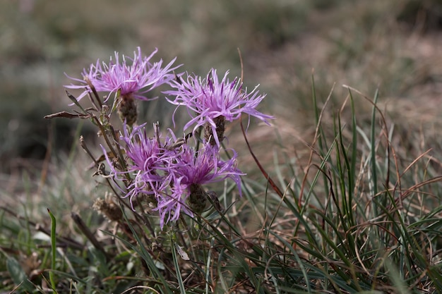 Zbliżenie kwiatów purpurowego ciasta na polu