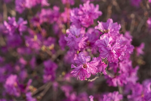 Zbliżenie kwiatów Rhododendron dauricum popularnych nazw rozmarynu maral Rosja Władywostoku