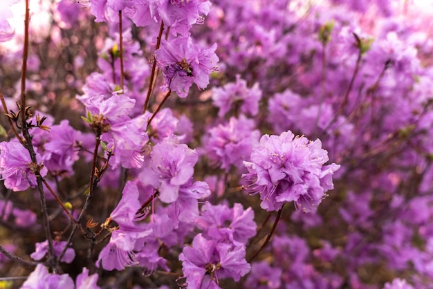 Zbliżenie kwiatów Rhododendron dauricum popularnych nazw rozmarynu maral Rosja Władywostoku