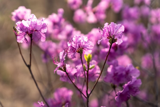 Zbliżenie kwiatów Rhododendron dauricum popularnych nazw rozmarynu maral Rosja Władywostoku