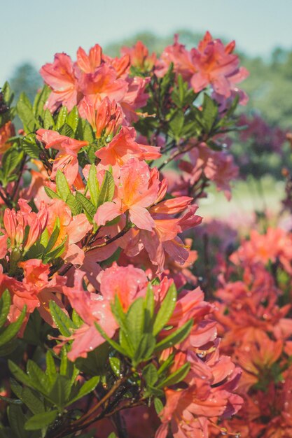 Zbliżenie kwiatów rododendronów pod jasnym światłem słonecznym zdjęcie koncepcyjne