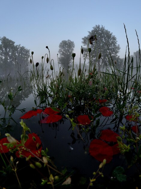 Zdjęcie zbliżenie kwiatów rosnących na polu