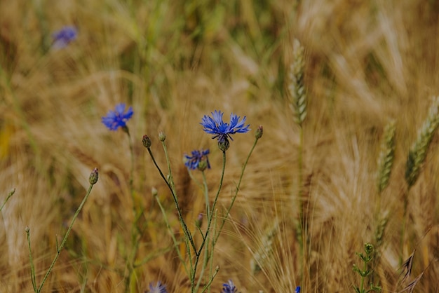 Zdjęcie zbliżenie kwiatów rosnących na polu