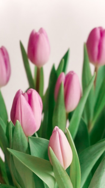 Zbliżenie kwiatów różowy tulipan